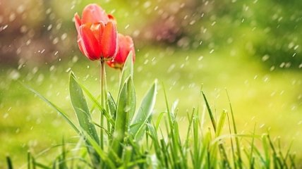 Прогноз погоды на 27 апреля в Украине: пятница будет дождливой