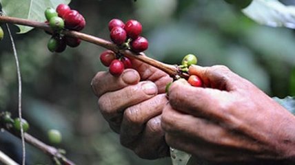 Климат негативно скажется на урожае кофе