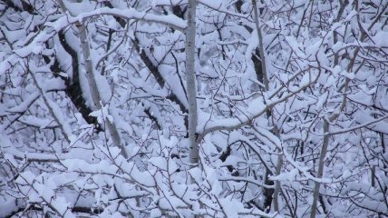 Сегодня по всей Украине снег