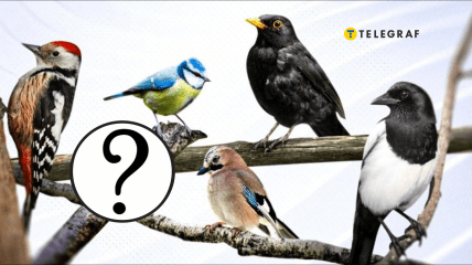 Птицы Украины