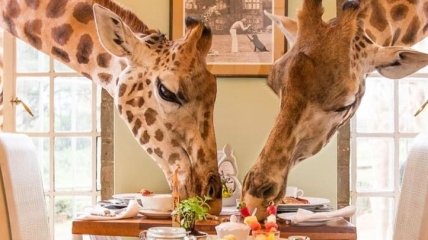 Позавтракать с жирафами и насладиться африканской природой: отель в Кении, который привлекает все больше туристов