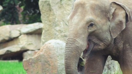 Чтобы слоники не нервничали: для эксперимента им дадут медицинский каннабис