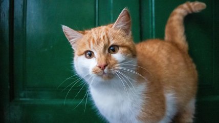 Кот возле двери