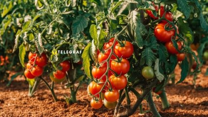 Натуральне добриво для томатів