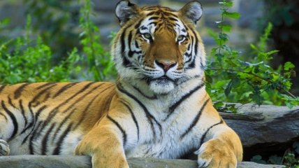 Амурская тигрица родила 6 тигрят в ялтинском зоопарке