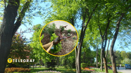 Комаху можна зустріти в не лише у парках, та лісах, але навіть у міському дворі