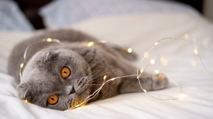 Кот играет с гирляндой