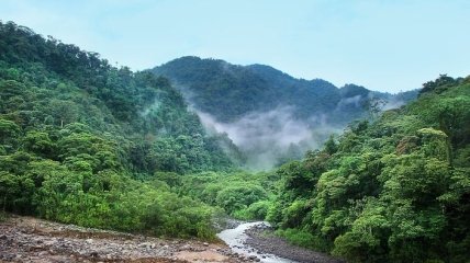 Повышение температуры до двух градусов грозит уменьшением биоразнообразия тропических лесов