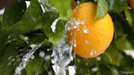 Турция запретила экспортировать лимоны из-за коронавируса