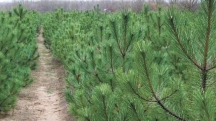 Лесхозы Одесской области намерены продать более 40 тыс елок