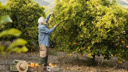 До наступления холодов уделите время саду