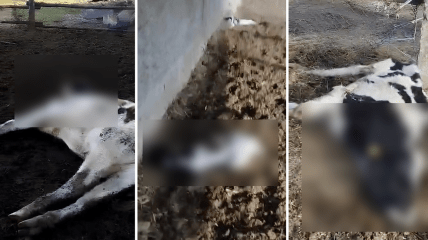 Погибшие коровы