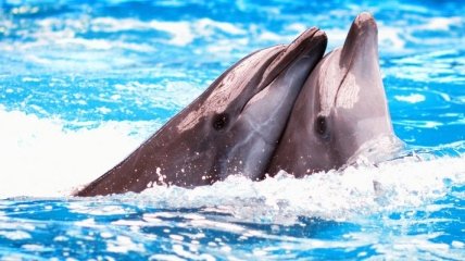 В Ялте построили дельфинарий за 2 млн гривен