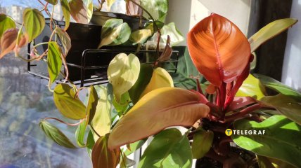 Филодендроны Миканс, Бразил, Принц Оранж