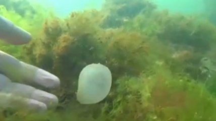 В Одессе людей переполошили странные комки слизи в море: биологи рассказали, что это (видео)