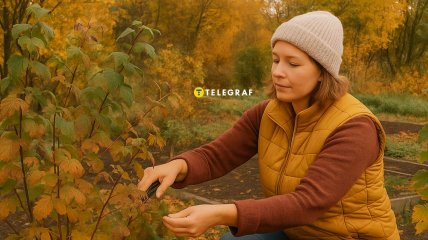 Как ухаживать за ягодными кустами осенью