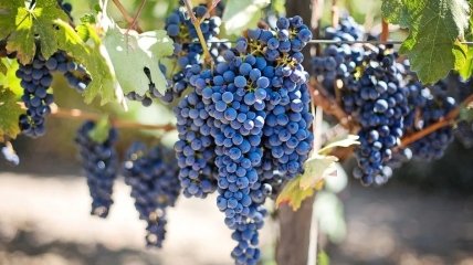 Как помочь перезимовать винограду