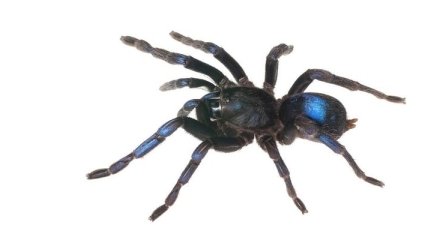 Ученые обнаружили новый вид тарантулов 