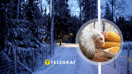 Чим не можна годувати курок у холод