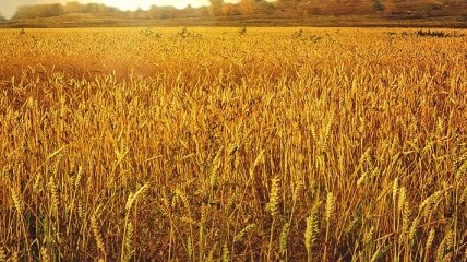 На сегодняшний день в Украине собрали 31,7 млн тонн зерна