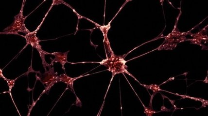Сети из нейронов вживили в головной мозг