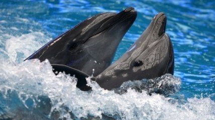 Дельфины могут не спать до 15 дней подряд - исследование