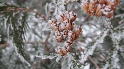 24 декабря. Приметы дня