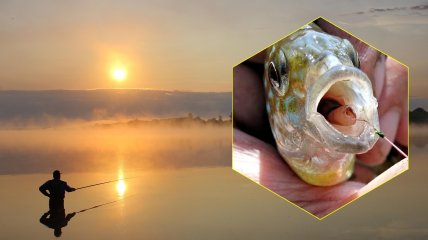 Солнечный окунь