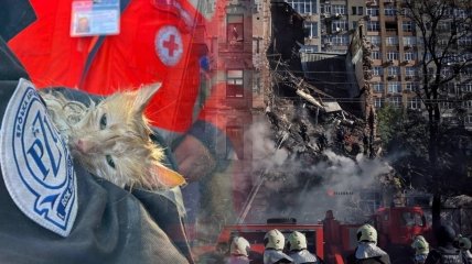 Не все люди смогли пережить удар по Киеву, а этот рыжий кот смог