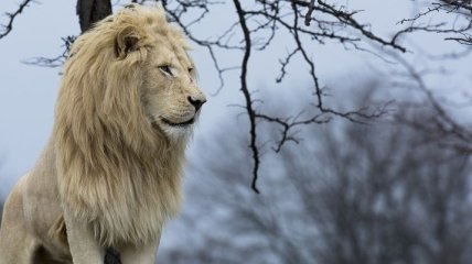 Белый лев – легенда африканских племен (Фото) 