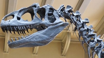 Во Франции нашли гигантскую кость динозавра