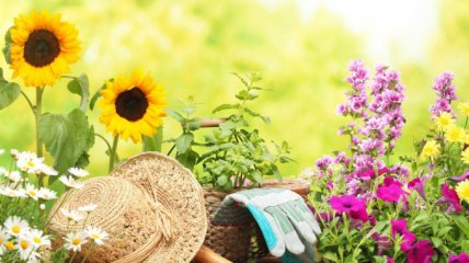 Лунный календарь садовода и огородника на август 2019 года