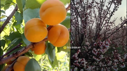 Киото - один из надежных сортов абрикосов