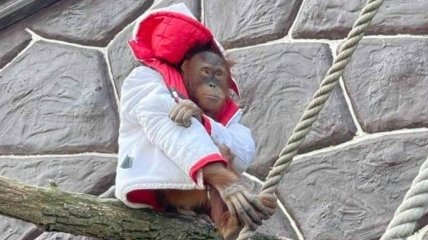 Так порой приходится греться обитательнице Парка XII месяцев обезьянке Магде