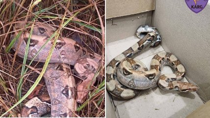 Питона нашли в лесу в Броварах