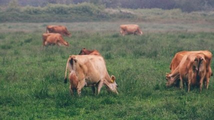 Для фермерів обіцяють полегшення праці