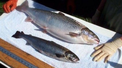 В США официально разрешили употреблять генно-модифицированный лосось