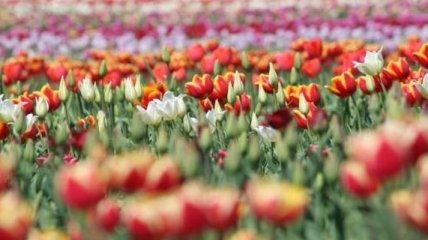 В Киеве состоится ежегодная выставка тюльпанов