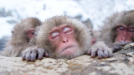 Мавпи відпочивають у гарячих ваннах