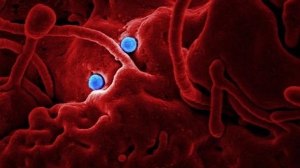 Ученые в Китае назвали сроки окончания коронавирусной пандемии  