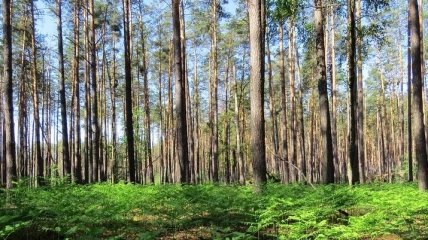 ГБР начало расследование массовых вырубок леса на Харьковщине
