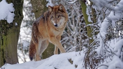 В народе 17 февраля отмечается праздник Николай Студеный