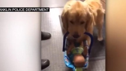 В США собака воровала игрушки полицейских (Видео)