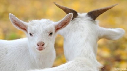 В Японии газоны будут стричь козы