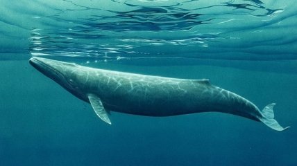 Уникальные кадры редкого вида кита (Видео)