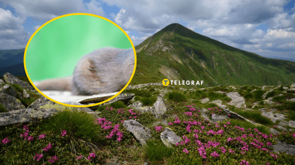 Заповедник в Карпатах