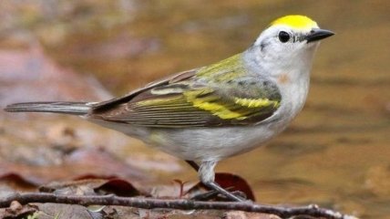 Ученые обнаружили в дикой природе птицу - гибрид трех видов