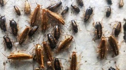 Тараканы привлекают друг друга запахами микрофлоры  
