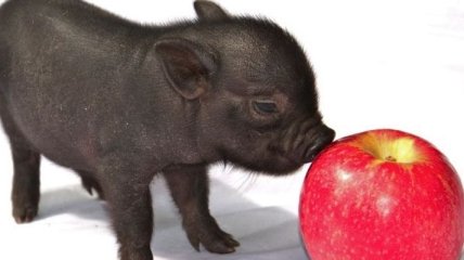 Забавные свинки мини-пиги, которые поднимут настроение