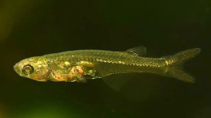 Одна з найменших риб у світі видає шум, сумірний з реактивним літаком: як це можливо